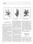 Page: - 38 | High Times