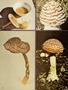 Page: - 35 | High Times