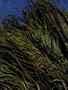 Page: - 50 | High Times