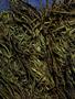 Page: - 51 | High Times