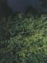 Page: - 90 | High Times