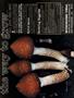 Page: - 15 | High Times
