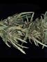 Page: - 56 | High Times