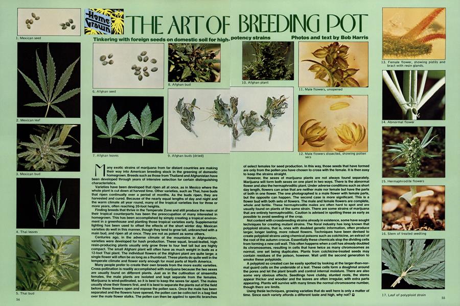 THE ART OF BREEDING POT