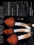 Page: - 44 | High Times