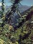 Page: - 57 | High Times