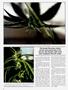 Page: - 60 | High Times