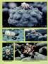 Page: - 82 | High Times