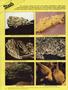 Page: - 88 | High Times