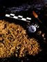Page: - 71 | High Times