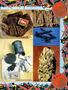 Page: - 61 | High Times