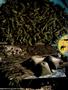 Page: - 58 | High Times