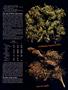 Page: - 72 | High Times