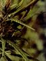 Page: - 67 | High Times
