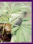 Page: - 69 | High Times