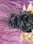 Page: - 62 | High Times