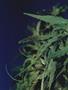 Page: - 56 | High Times