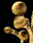 Page: - 54 | High Times