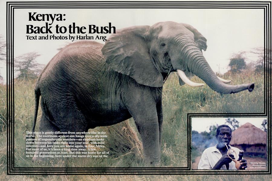 Kenya: Back to the Bush