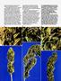 Page: - 71 | High Times