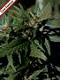 Page: - 58 | High Times
