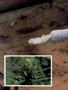 Page: - 58 | High Times