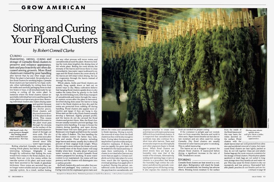 Storing and Curing Your Floral Clusters