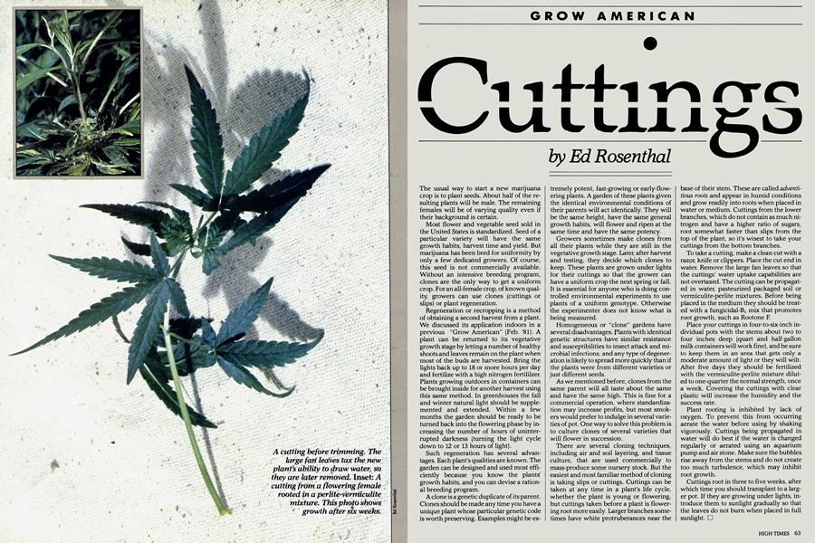 Cuttings