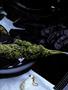 Page: - 55 | High Times