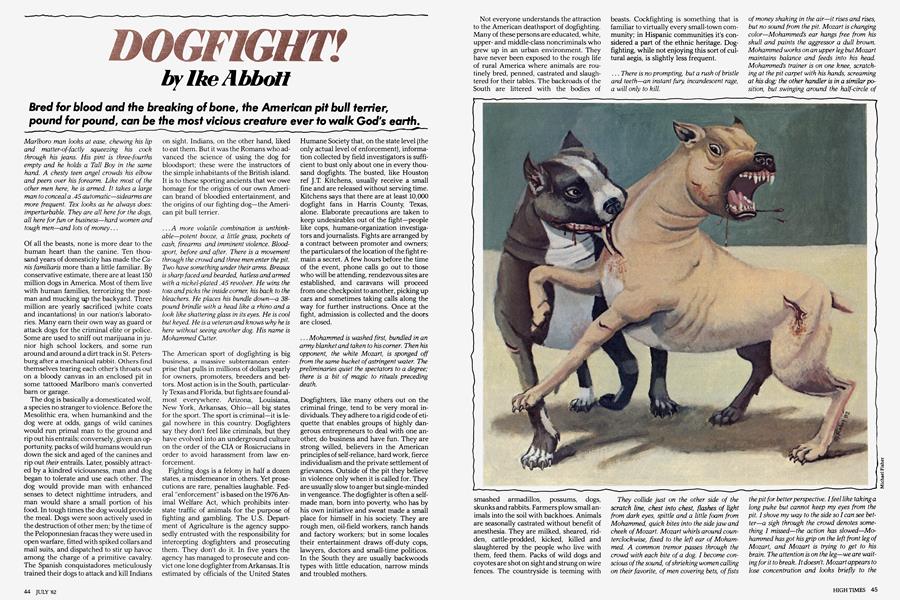 DOGFIGHT!