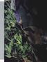 Page: - 61 | High Times