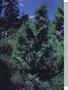 Page: - 62 | High Times