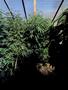 Page: - 64 | High Times