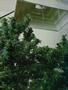 Page: - 61 | High Times