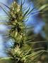 Page: - 63 | High Times