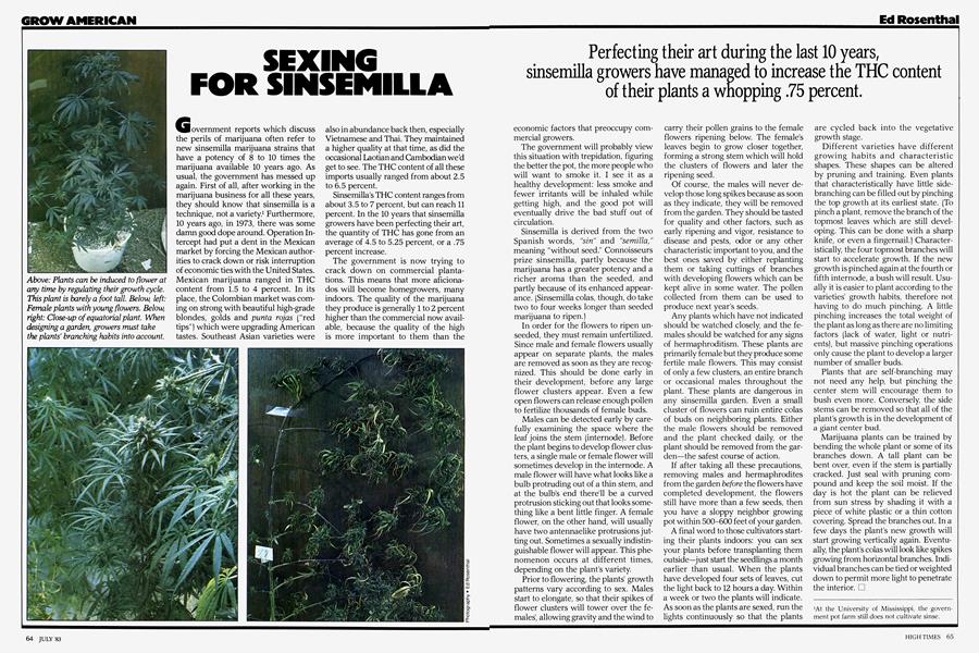 SEXING FOR SINSEMILLA