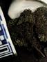 Page: - 50 | High Times
