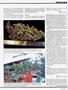 Page: - 53 | High Times