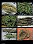 Page: - 38 | High Times