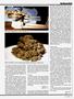 Page: - 53 | High Times