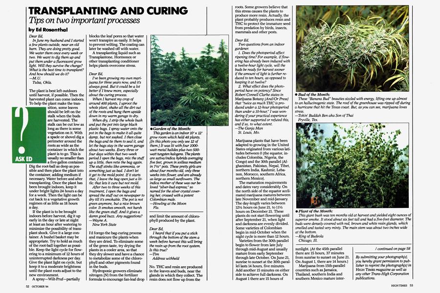 TRANSPLANTING AND CURING