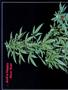 Page: - 50 | High Times