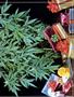 Page: - 51 | High Times
