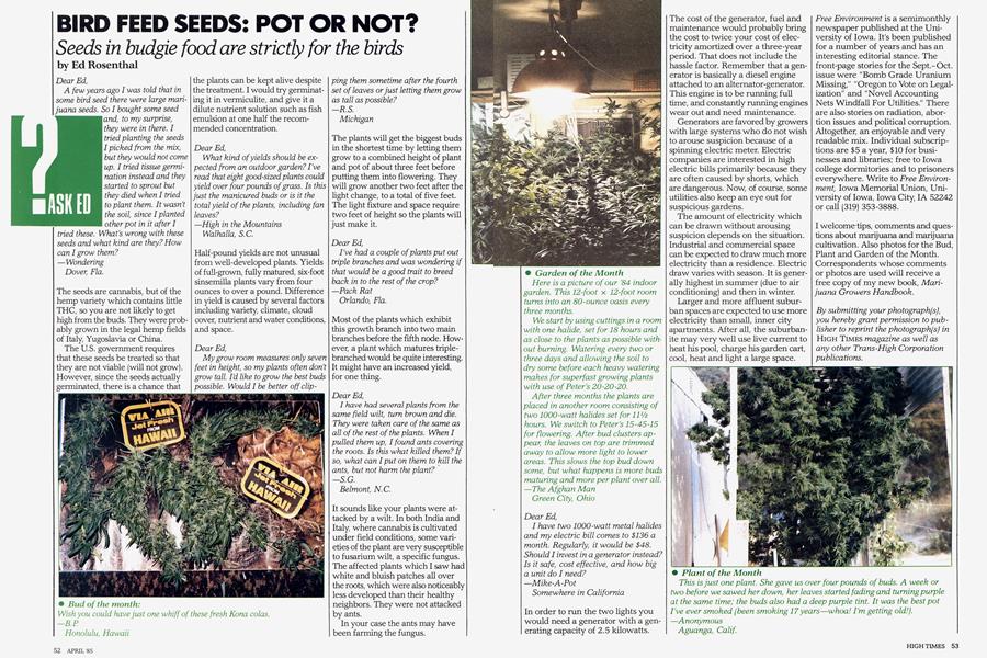 BIRD FEED SEEDS: POT OR NOT?
