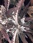 Page: - 47B | High Times