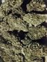 Page: - 51 | High Times
