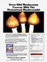 Page: - 91 | High Times