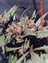 Page: - 51 | High Times