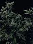 Page: - 46 | High Times