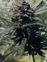 Page: - 48 | High Times